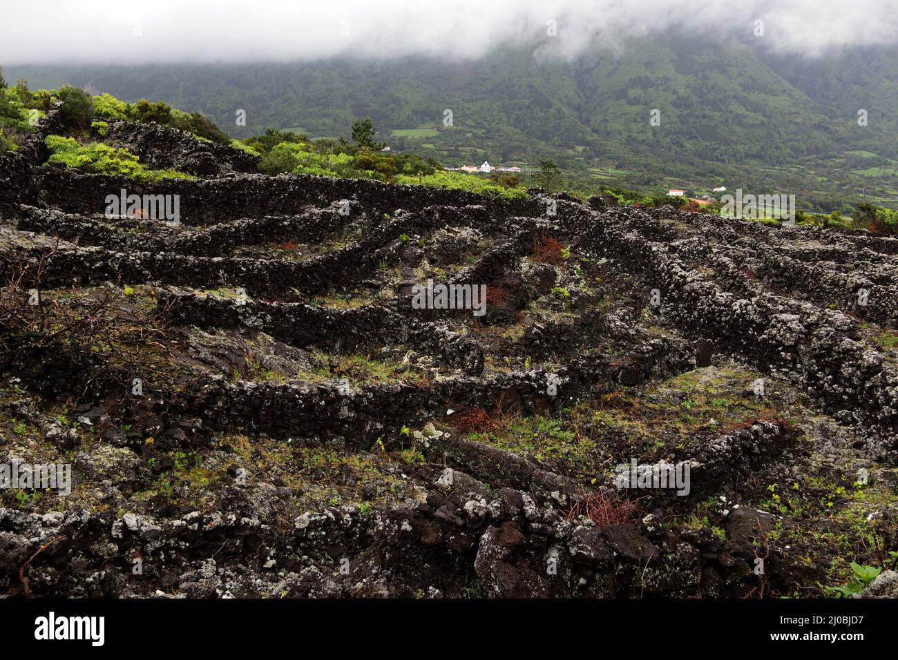 Pico Island Vineyard Culture, Patrimonio de la Humanidad, Azores Foto de stock
