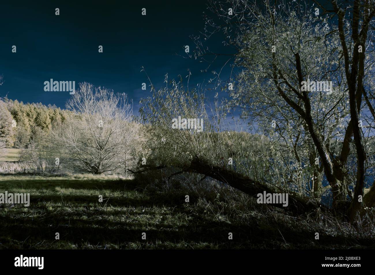 fotografía infrarroja - surrealista ir foto de paisaje con árboles bajo cielo nublado - el arte de nuestro mundo y plantas en la cámara infrarroja invisible Foto de stock