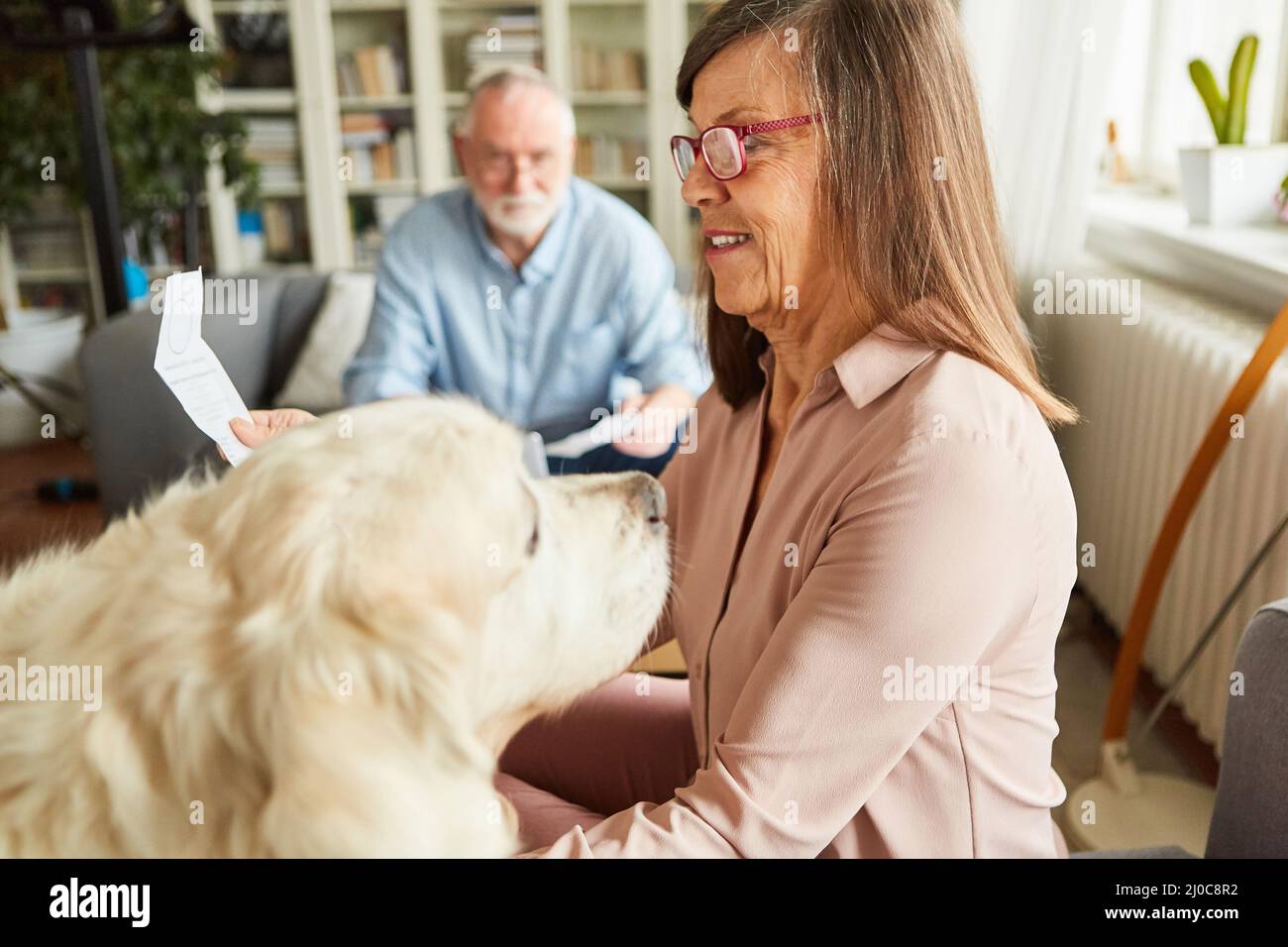 La mujer mayor con un perro ordena los recibos de contabilidad y declaraciones de impuestos con su marido Foto de stock