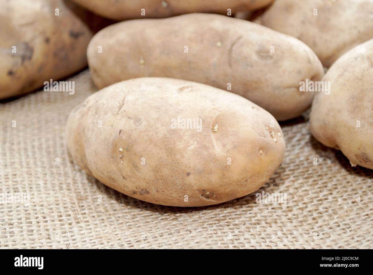 Patatas blancas recién cosechadas en Burlap Foto de stock