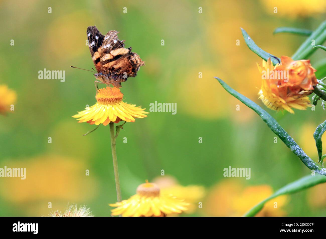 En un gran jardín salvaje, lleno de vibrantes plantas verdes, se alza una mariposa de ala de mapa. Alimentando, distribuyendo polen y descansando de sus vuelos. Foto de stock