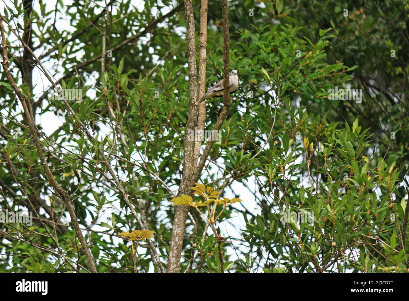 Entre las ramas y las hojas exuberantes de un árbol, una pequeña paloma gris está encaramada. Foto de stock