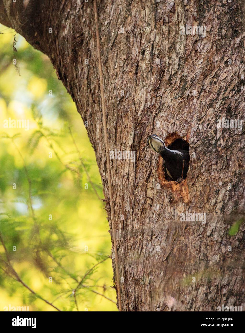 El pájaro carpintero pilotado Dryocopus pileatus se aparea de su agujero de nido Foto de stock
