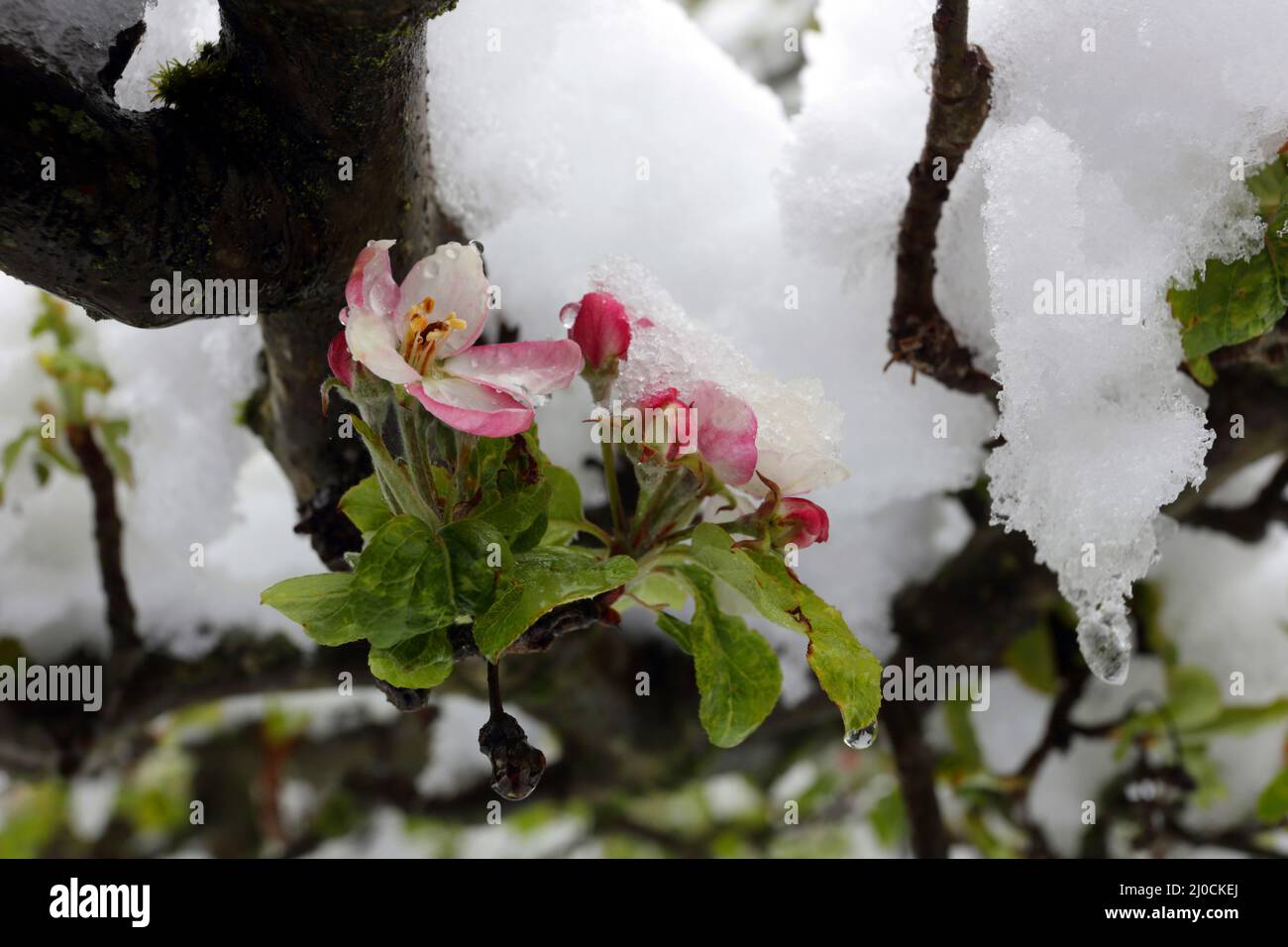 Flores de manzana cubiertas de nieve Foto de stock