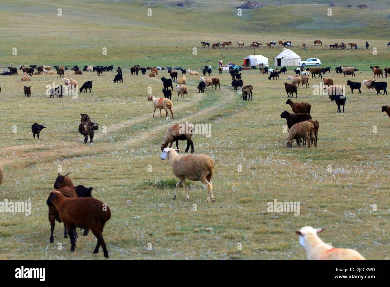 Campamento de yurtas y manada de ovejas en el lago Song Kol, en el centro de Kyryzstan Foto de stock