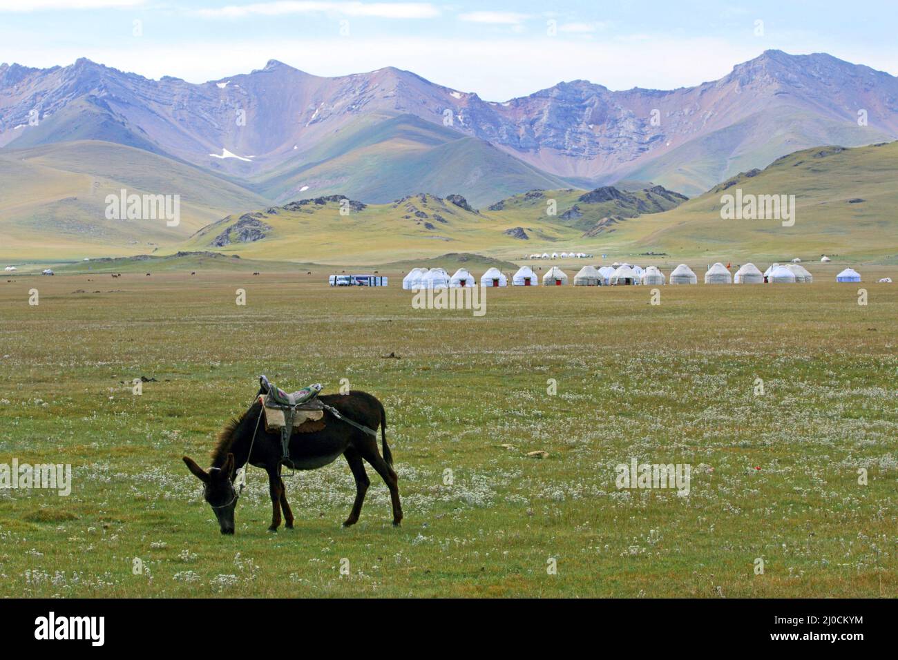 Campo de Mule y Yurt en el Lago Song Kol, en el centro de Kyryzstan Foto de stock