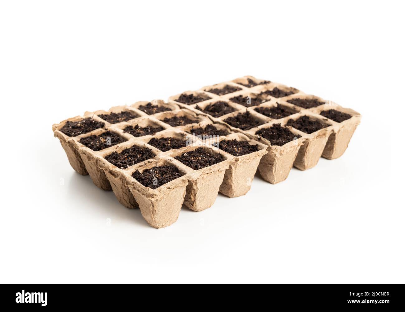 Bandeja del recipiente de inicio de semillas con semillas de apio en suelo de macetas. Kit básico de planta de papel biodegradable para alféizar o invernadero. Semillas de apio de tango conocidas Foto de stock