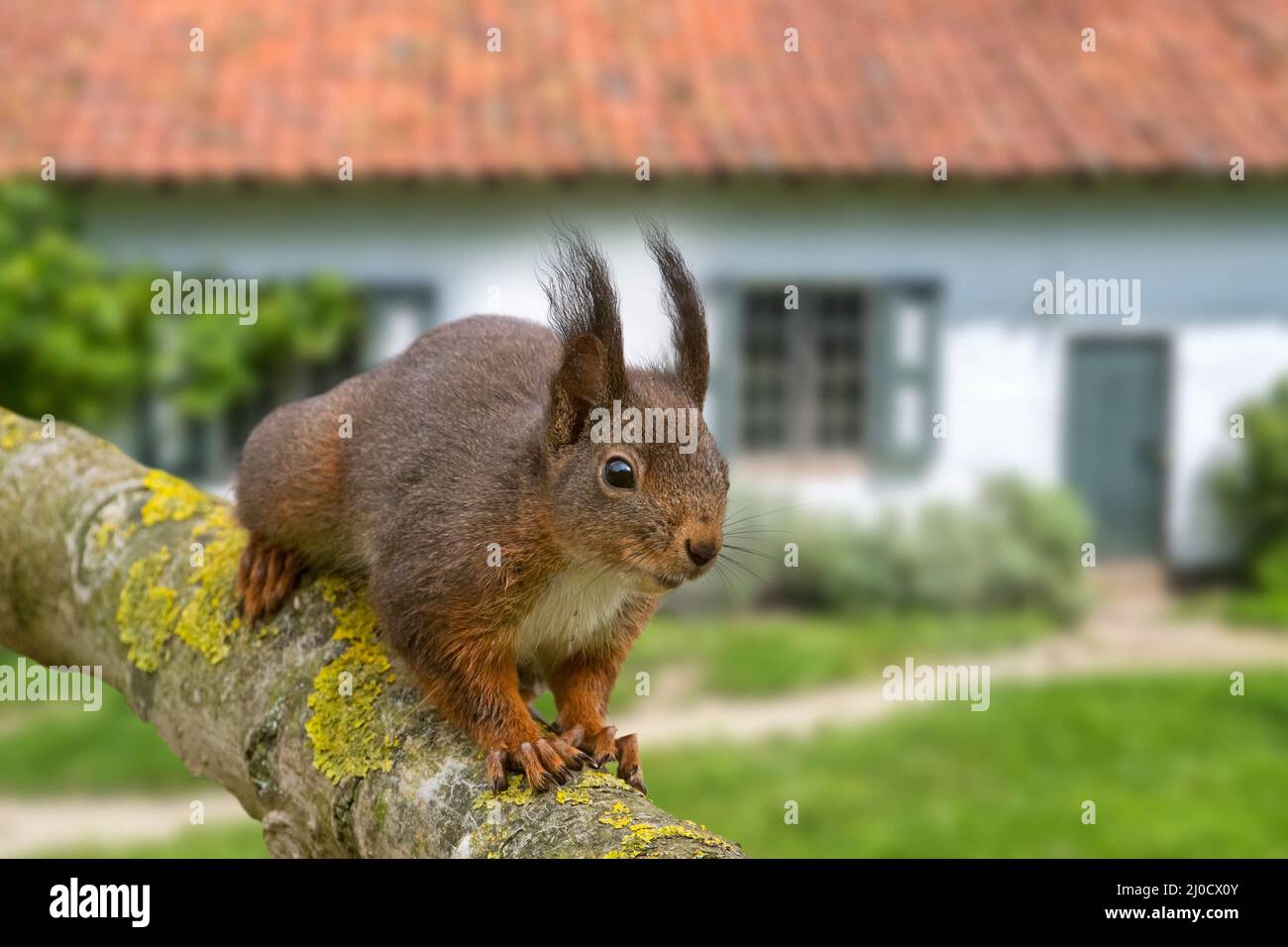 Linda ardilla roja eurasiática (Sciurus vulgaris) caminando sobre la rama del árbol en el jardín de la casa en el campo Foto de stock