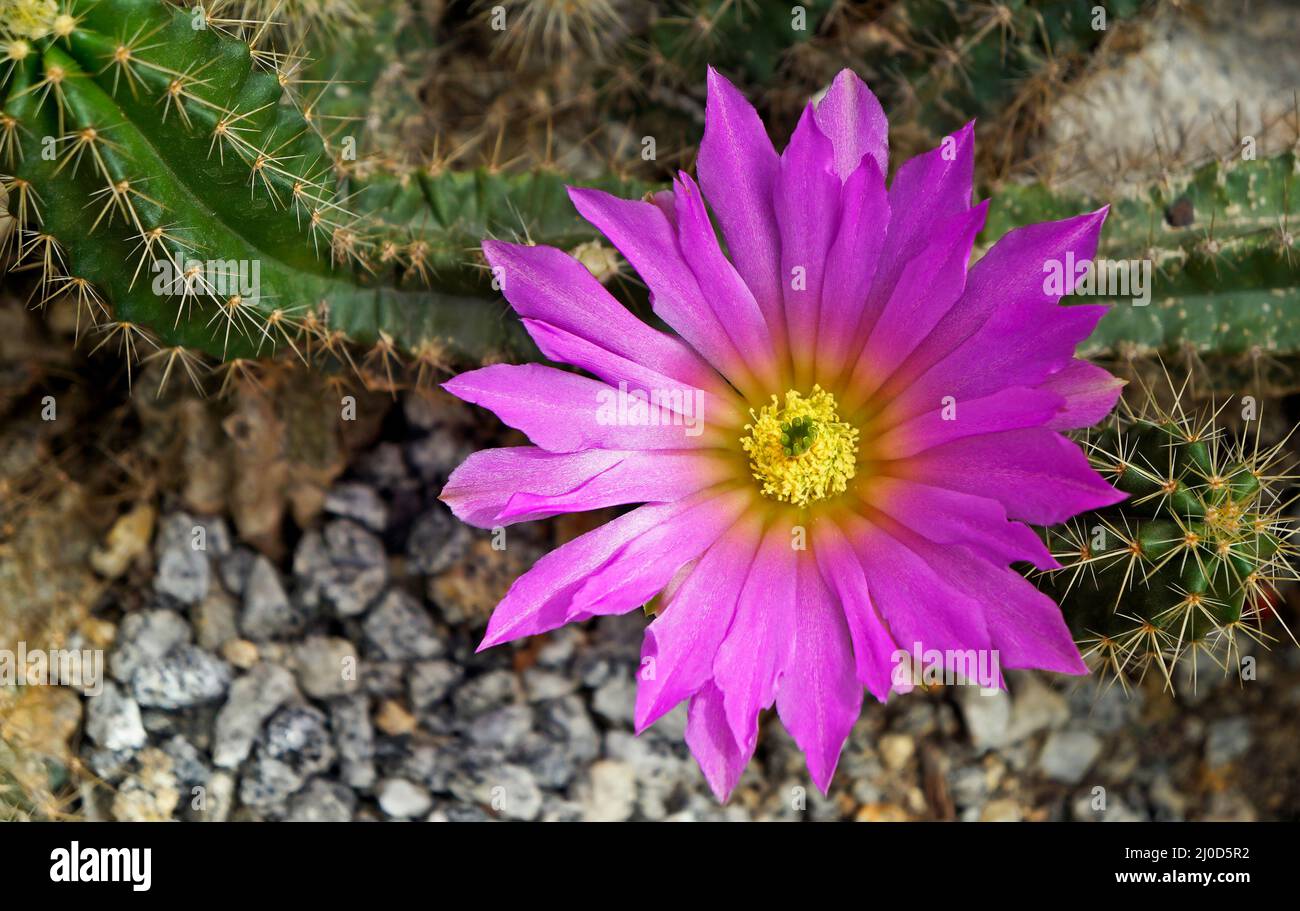 Flor de cactus rosa brillante fotografías e imágenes de alta resolución - Alamy Flor de cactus rosa brillante fotografías e imágenes de alta resolución - Alamy