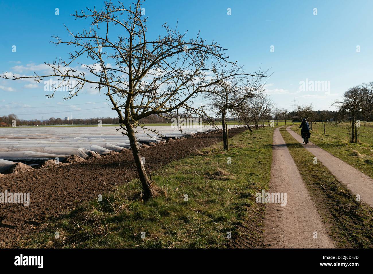 Campos de espárragos cerca de Raddestorf a lo largo de la ruta ciclista Große Weserlandroute en marzo. Foto de stock