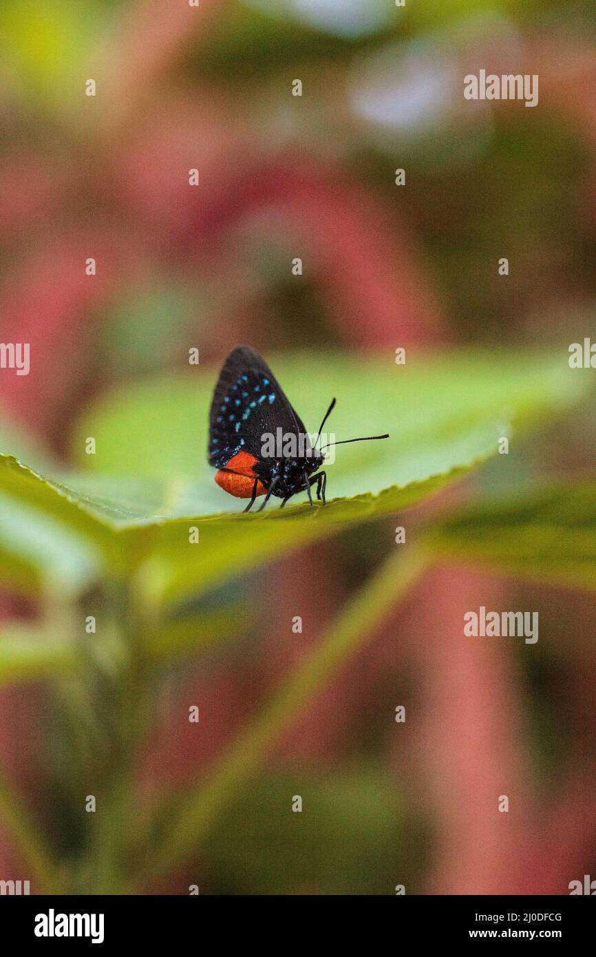 Negro y rojo anaranjado Atala llamado mariposa Eumaeus atala, se yergue sobre una hoja verde Foto de stock