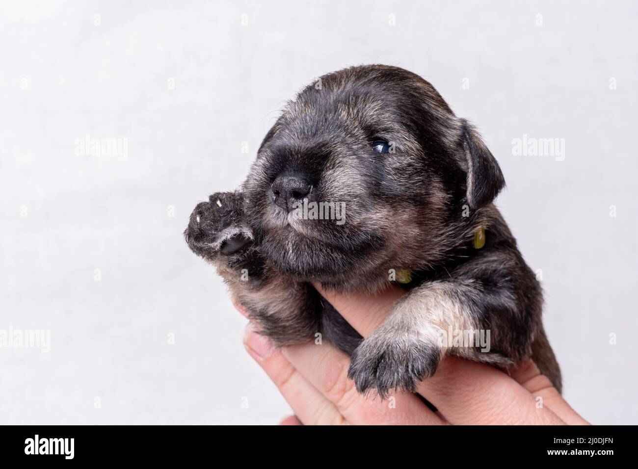 Un pequeño cachorro recién nacido en la mano del propietario. Retrato de un  pequeño cachorro schnauzer miniatura ciego sobre un fondo blanco. Cuidado  de mascotas. Día Nacional de los Cachorros Fotografía de