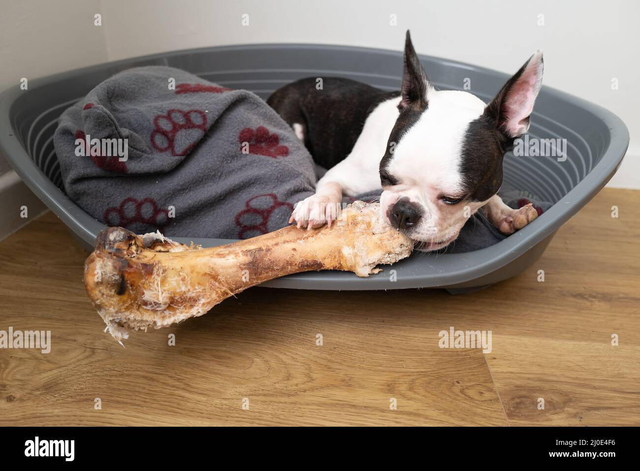 Boston Terrier Un año de edad cachorro sosteniendo y masticando un hueso de  avestruz muy grande. El perro está acostado en una cama de plástico para  perros con un cojín Fotografía de