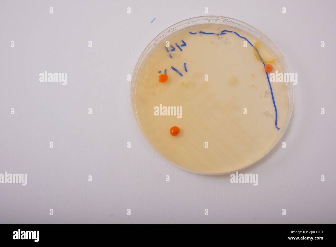 foto del crecimiento de la bacteria pseudomonas en agar nutritivo Foto de stock