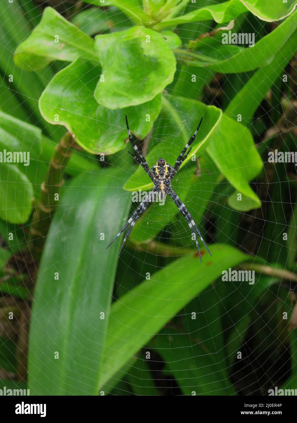 Hawaiian Garden Spider Argiope appensa en una web en Maui, Hawaii, en Hana Foto de stock