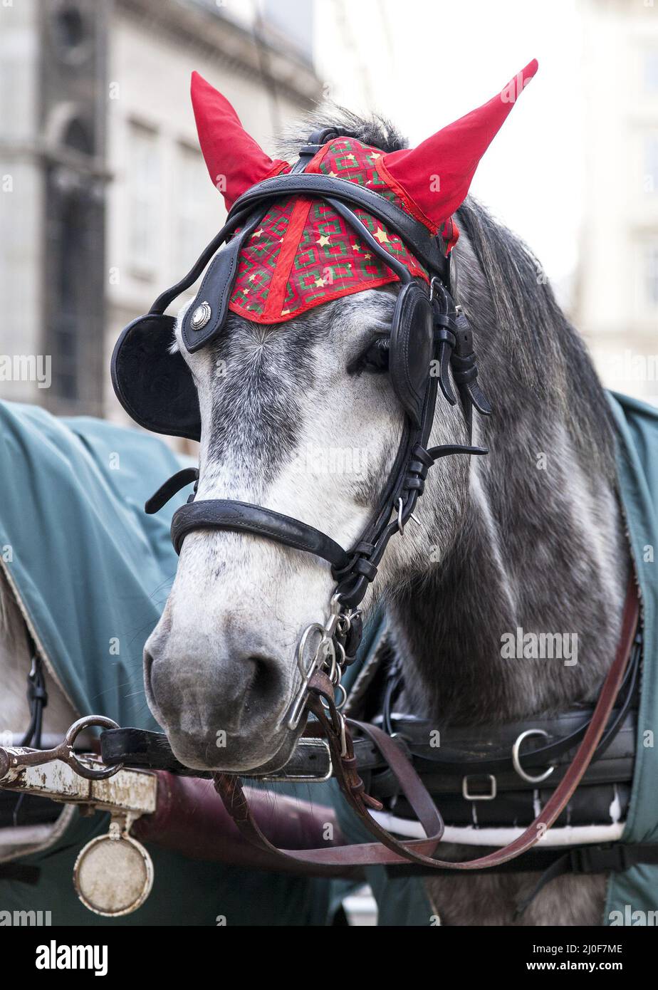 Retrato de un caballo en el tradicional mazo de cables de Viena Foto de stock