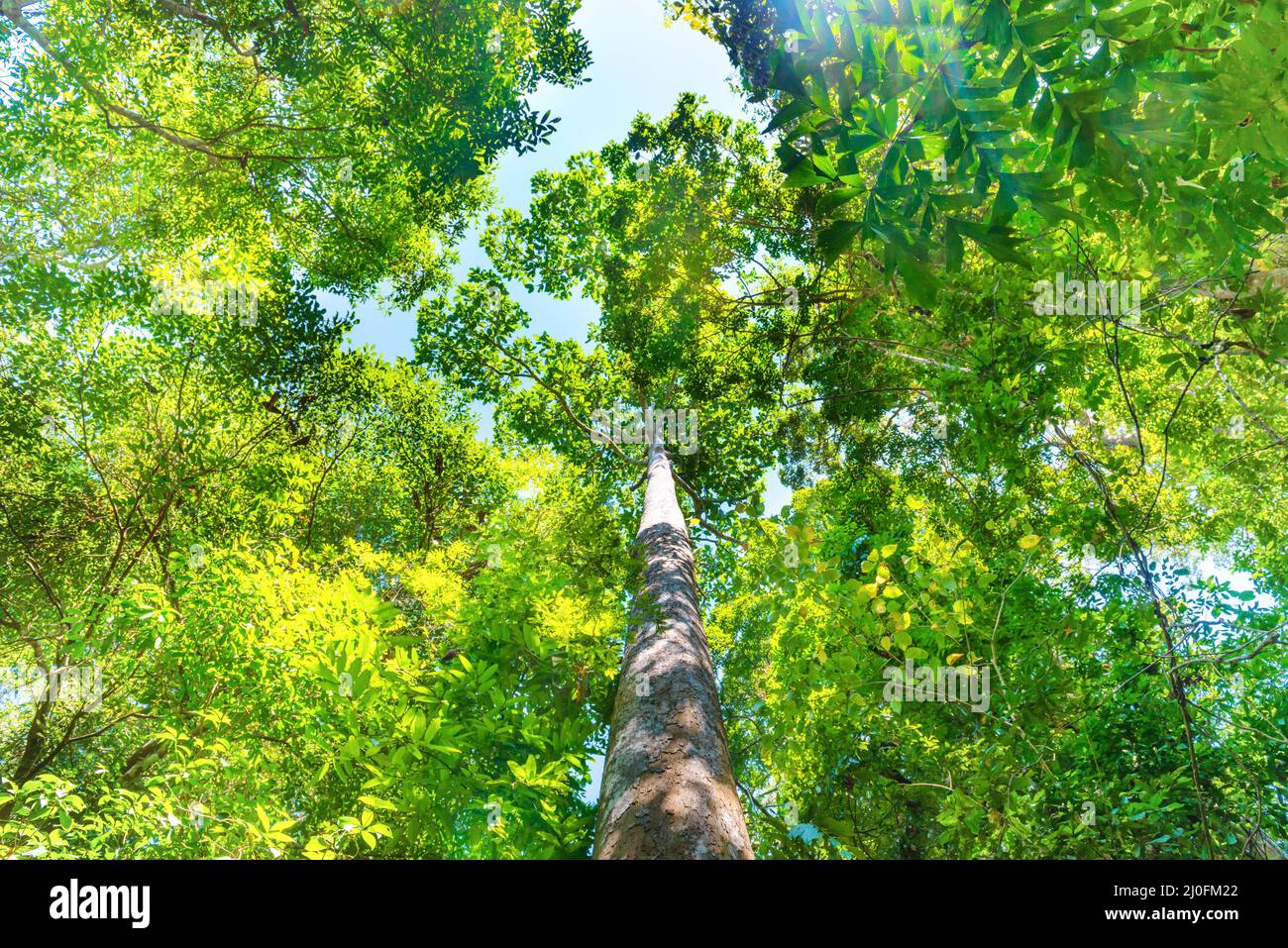 Naturaleza bosque verde con árboles grandes Foto de stock