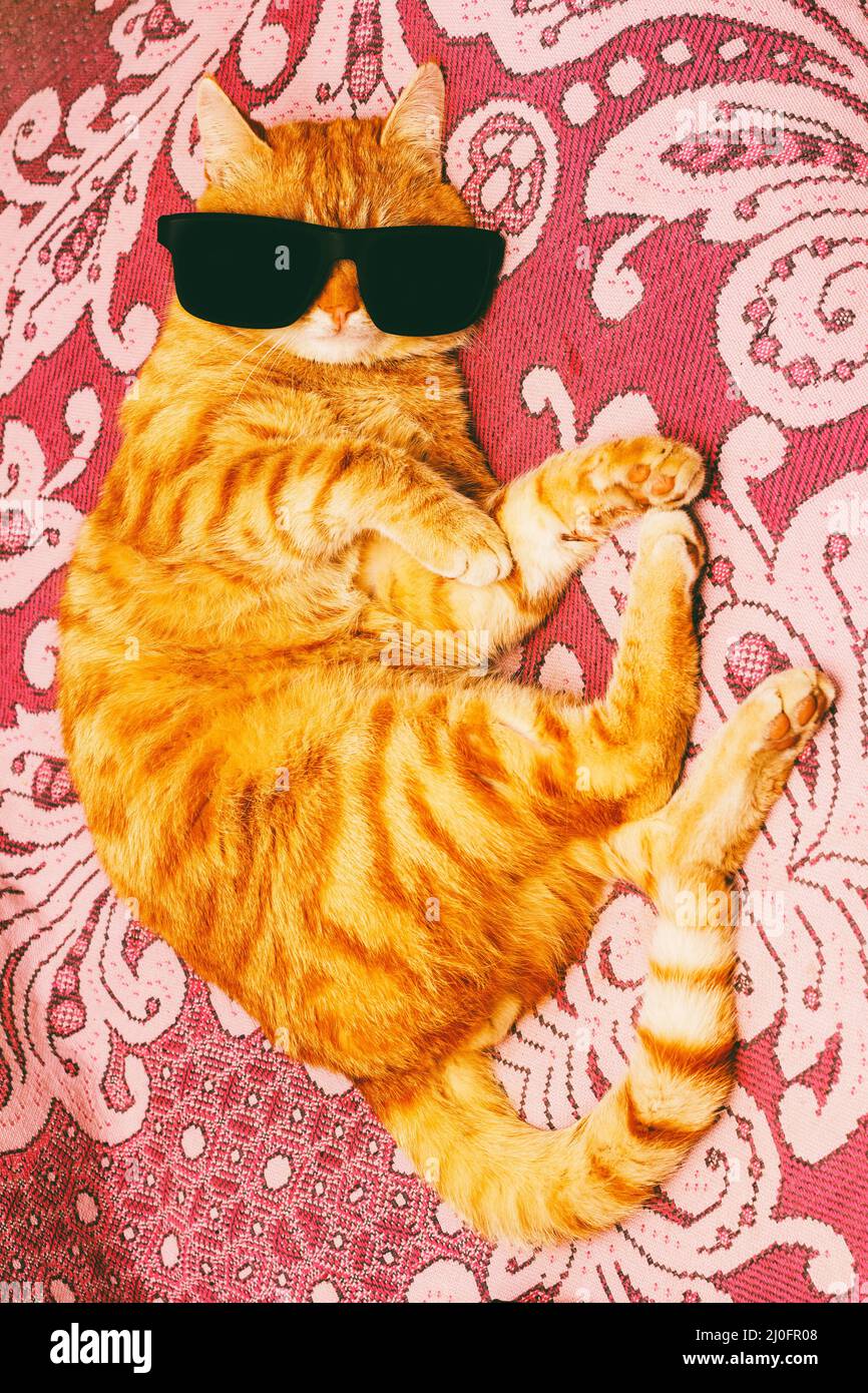 Gato rojo en gafas negras tumbadas en el sof Fotograf a de stock