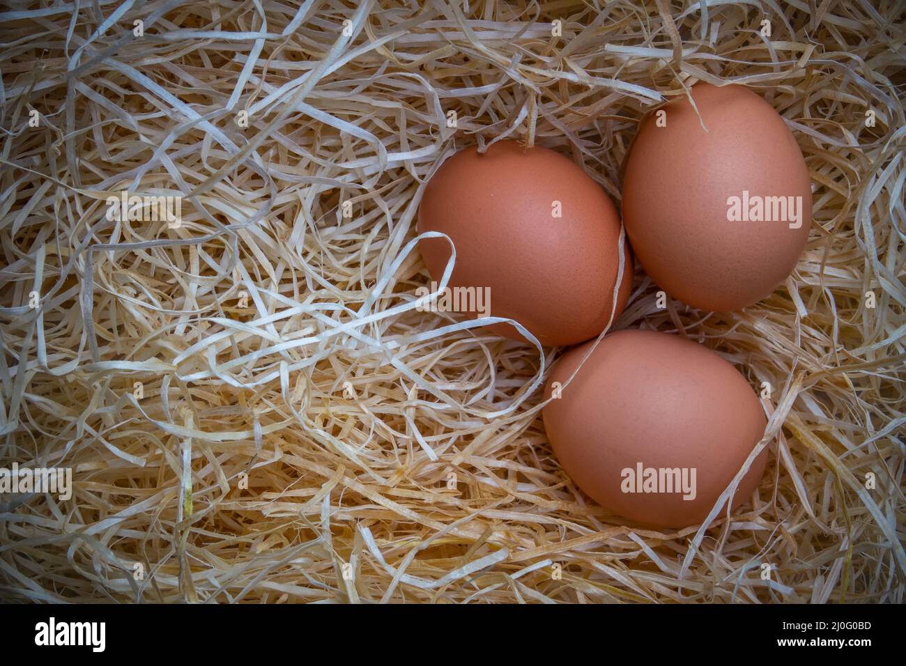 Huevos de la gama libre con espacio de copia Foto de stock