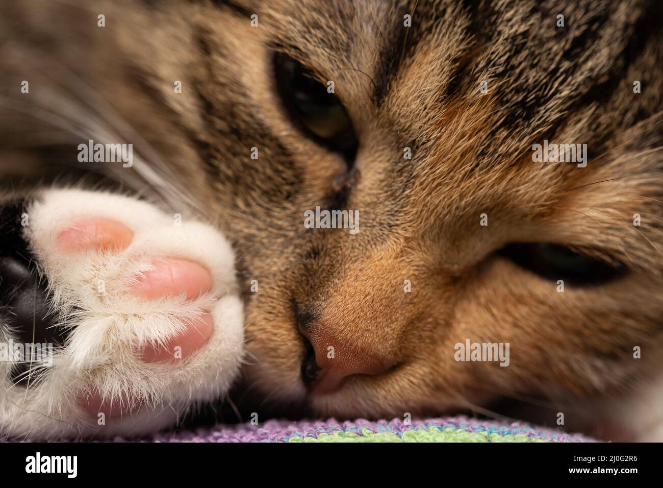 Una foto de cerca de ella-gato durmiendo y acostado en su cama. Ojos cerrados y una nariz dulce y almohadillas de la pata trasera del gatito Foto de stock