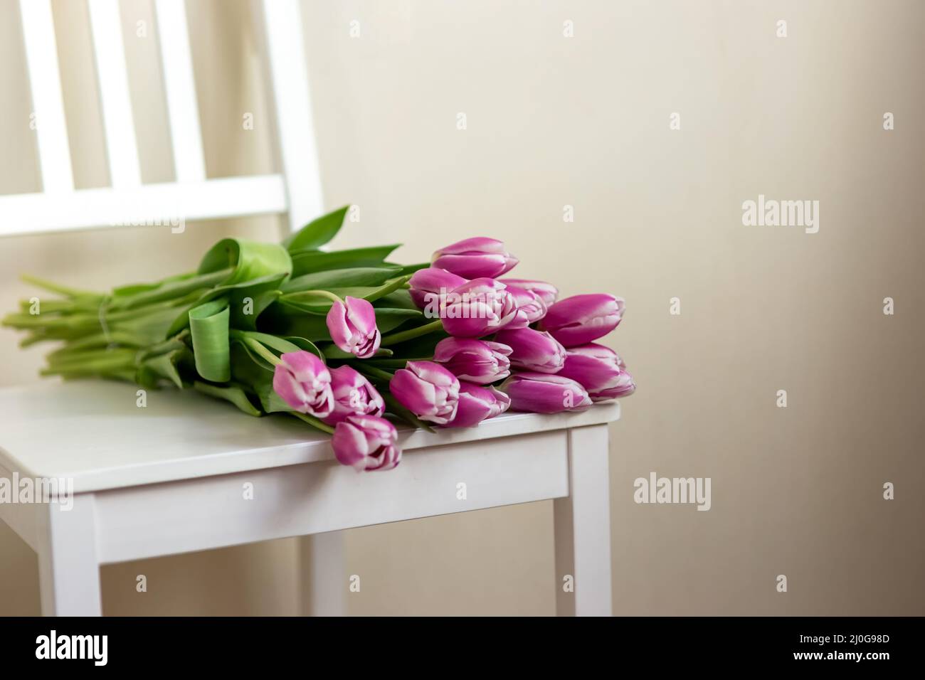 Los tulipanes púrpura se encuentran en una silla blanca, en una habitación, cerca de una pared clara. Foto de stock