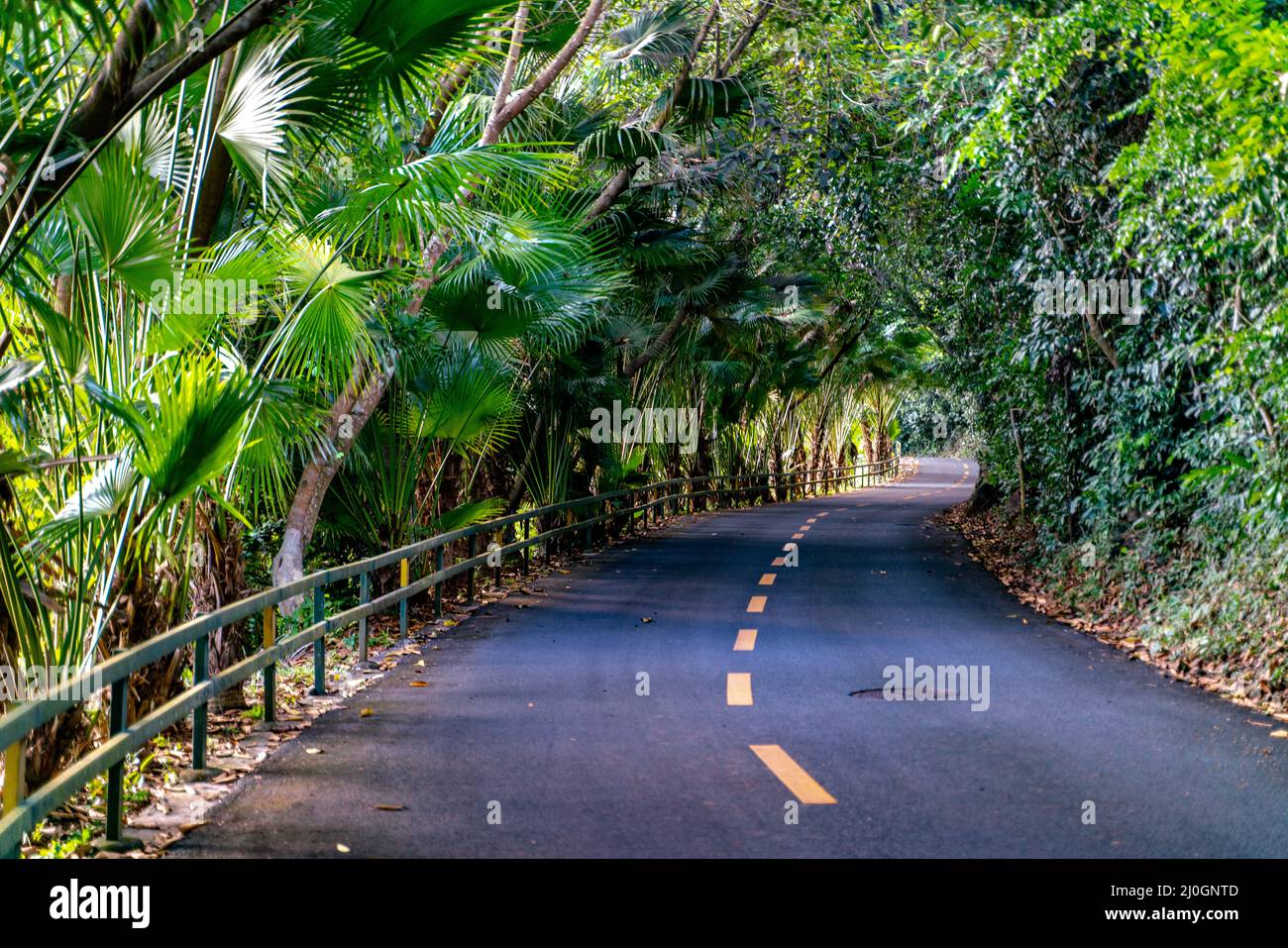 El camino en las selvas salvajes del parque nacional de la selva tropical de Yanoda en Hainan en China Foto de stock