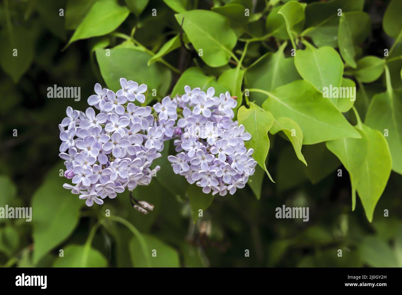 Racimos de flores lilas fotografías e imágenes de alta resolución - Alamy