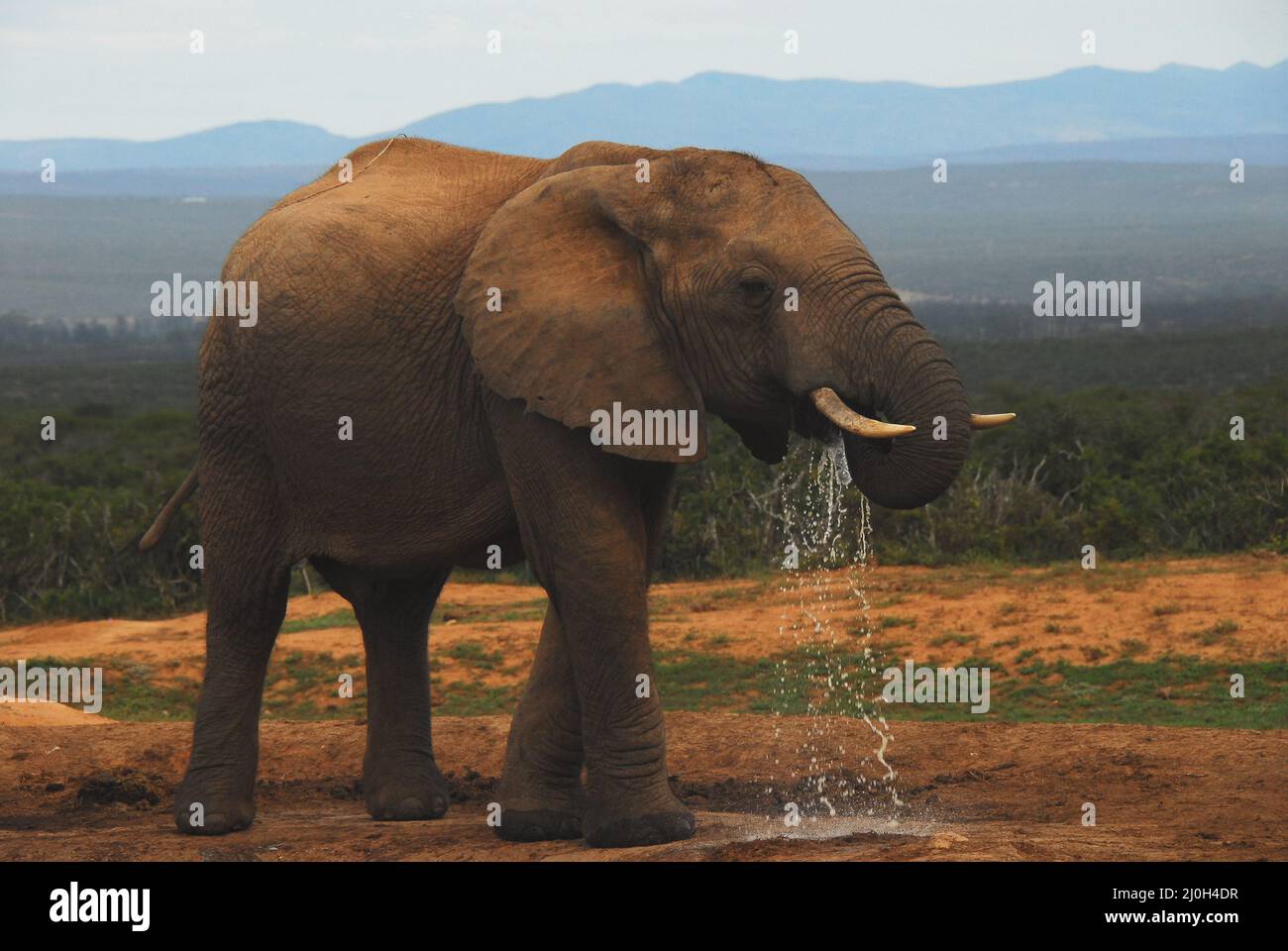 Un safari sudafricano de cerca vista de un gran adulto salvaje Elefante agua potable, con gran parte de ella fluyendo al suelo. Observe el desenfoque de movimiento. Foto de stock