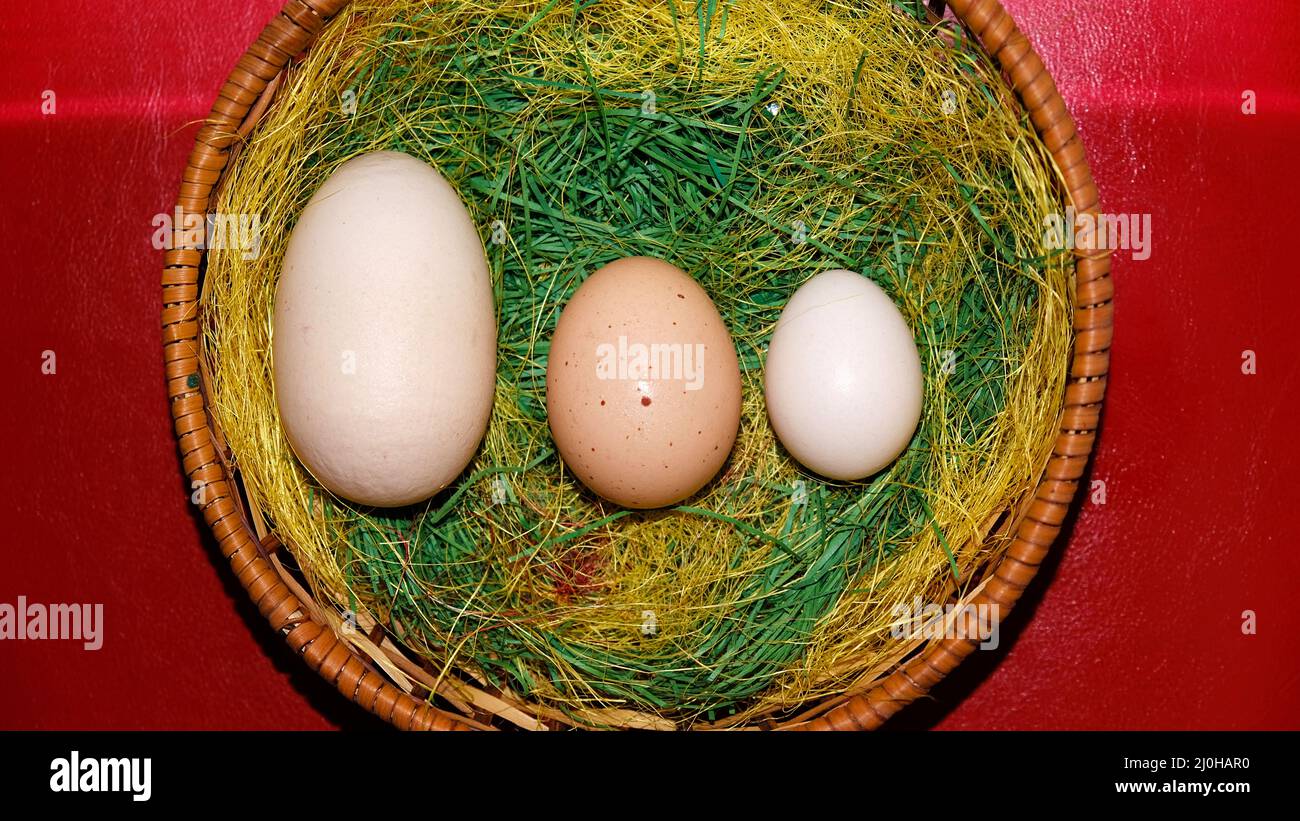 Tres huevos de pollo en paner Foto de stock