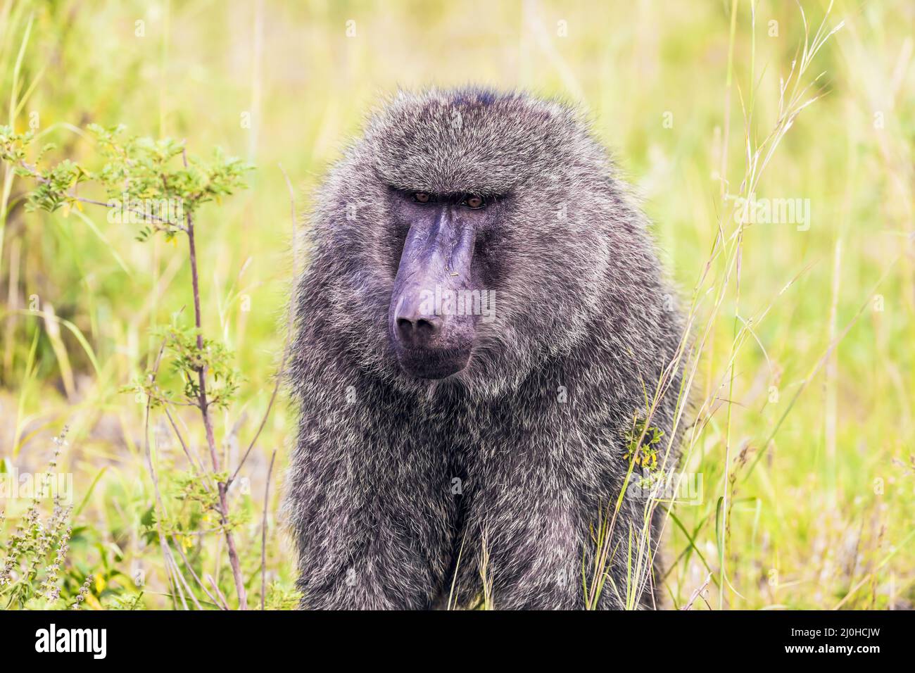 Babuino, o babuino amarillo Foto de stock