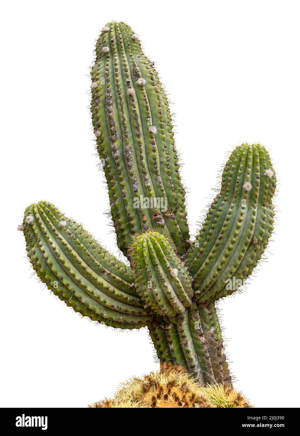 Hombre de pie junto a un gigante cactus saguaro N.P. , Arizona, EE.UU  Fotografía de stock - Alamy