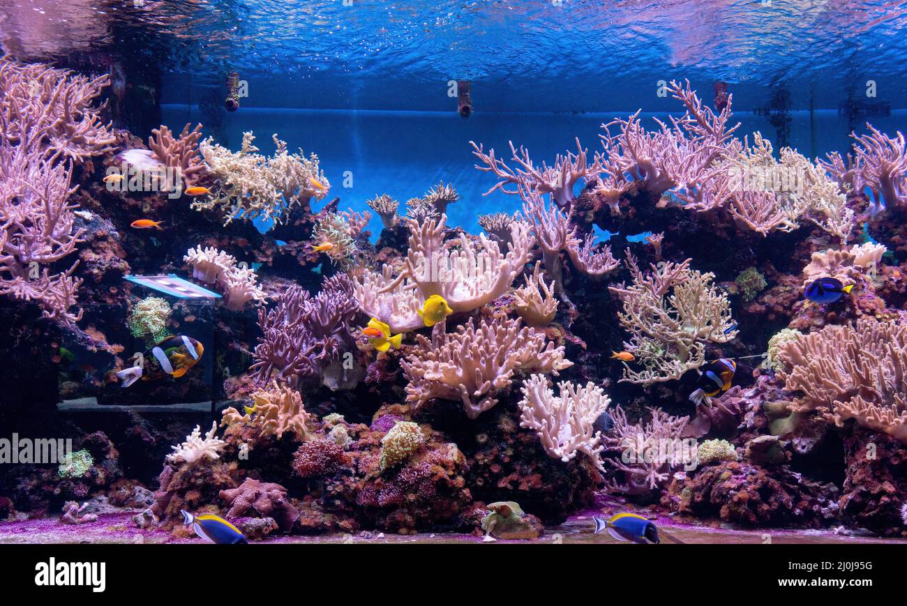 Animales del mundo submarino. Ecosistema. Peces tropicales de colores. La vida en el arrecife de coral Foto de stock