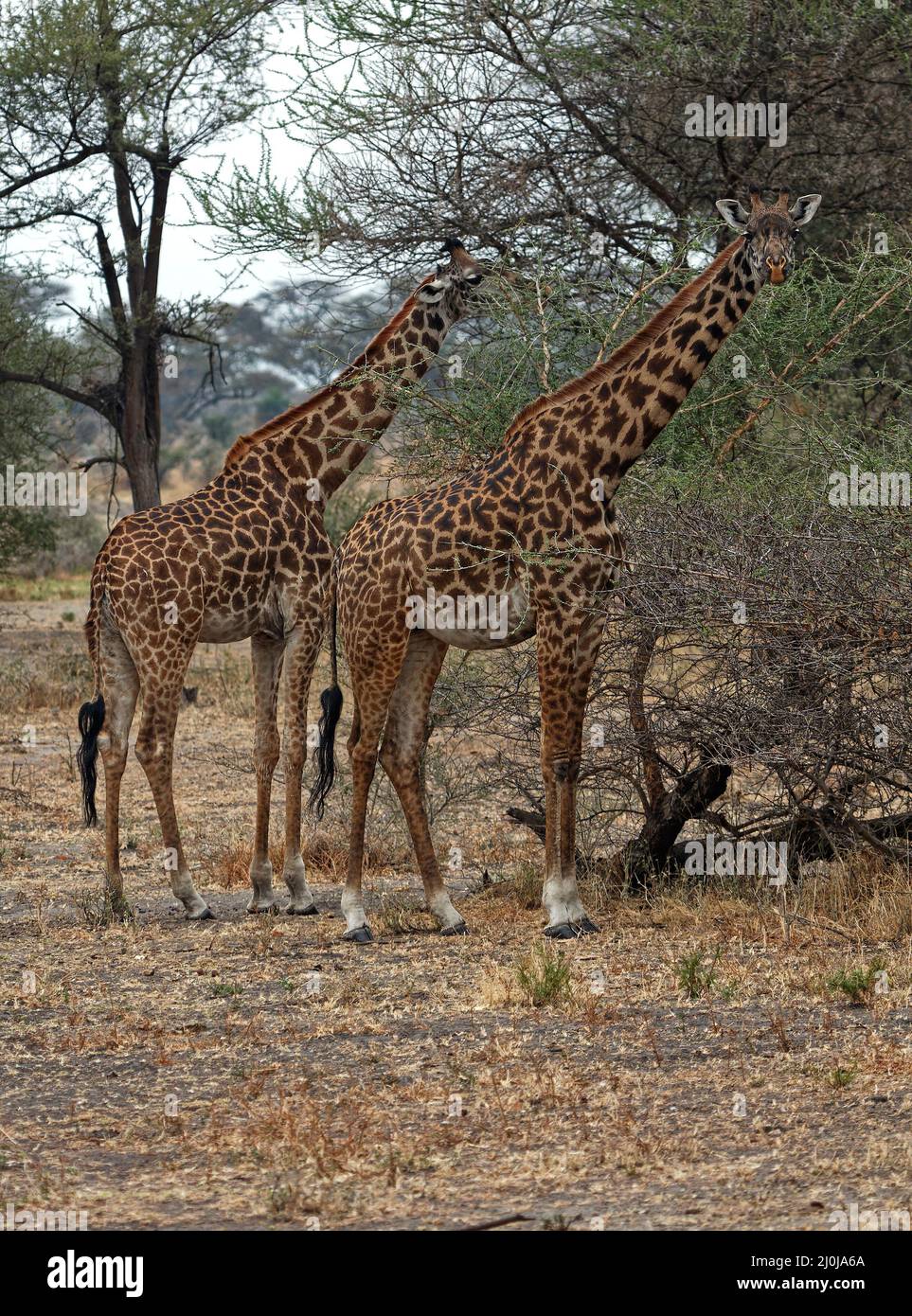 2 jirafas; adultos comiendo; jiraffa camelopardalis, mamífero más alto, vida silvestre, piel manchada, herbívoro, piernas largas; cuello largo, animal, Tarangire Nacional Foto de stock
