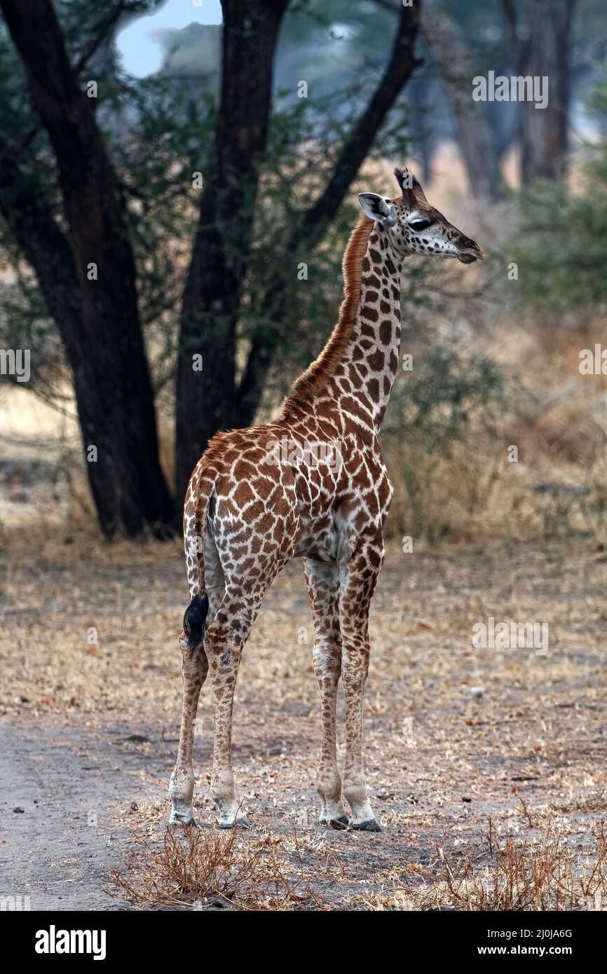 Jirafa, joven; retrato completo, Giraffa camelopardalis, mamífero más alto, fauna, piel manchada, herbívoro, piernas largas; cuello largo, Animal, Tarangir Foto de stock