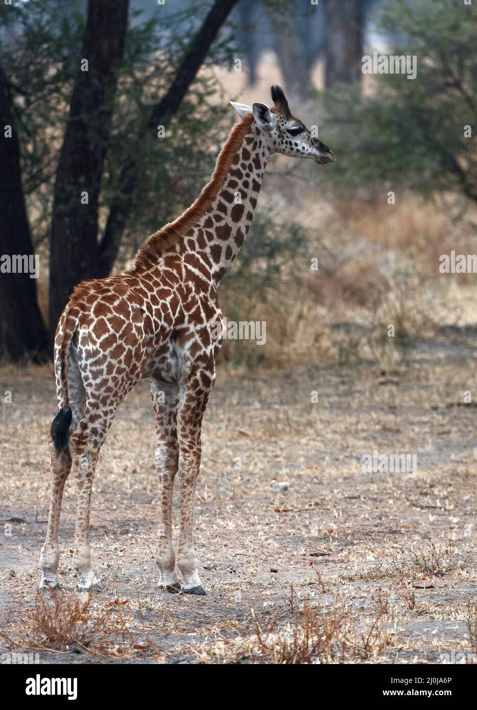 Jirafa, joven; Giraffa camelopardalis, mamífero más alto, vida silvestre, piel manchada, herbívoro, piernas largas; cuello largo, animal, retrato, Tarangire National P Foto de stock
