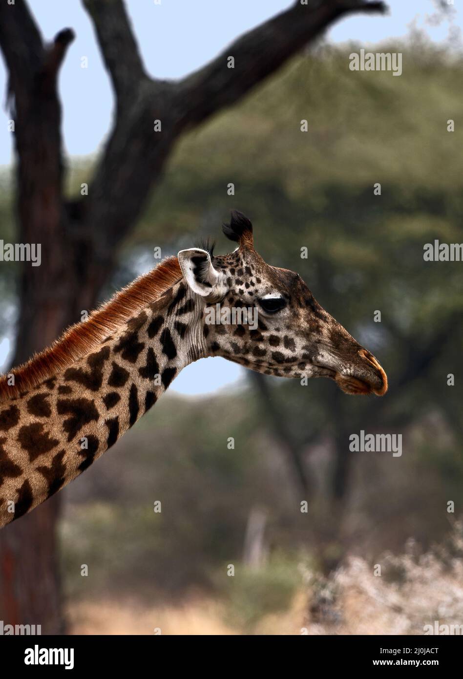 Jirafa; adulto, primer plano; Giraffa camelopardalis, mamífero más alto, fauna, piel manchada, herbívoro, cuello largo, animal, Parque Nacional de Tarangire, Tanzania Foto de stock