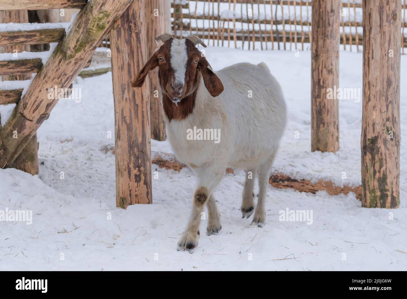 Oveja blanca con oído gracioso está parada sobre fondo blanco. Día de invierno en el pueblo rural. Granja de cordero y oveja. Foto de stock