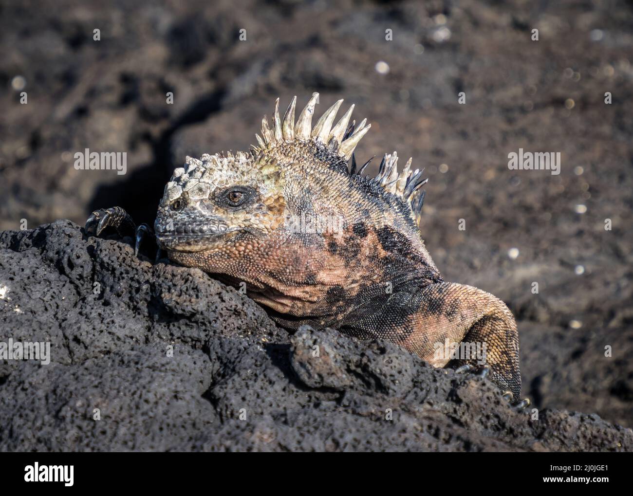 Gran iguana, Isla Santiago, Galápagos, Ecuador Foto de stock