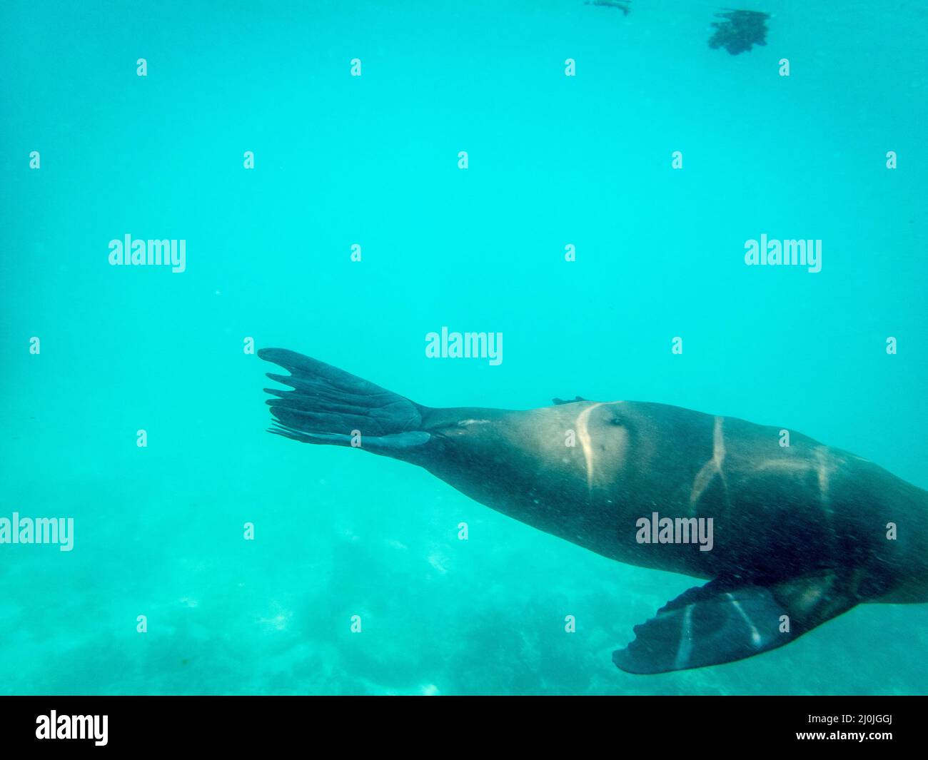 El león marino se acerca a un nokler, Isla Santiago, Galápagos, Ecuador Foto de stock