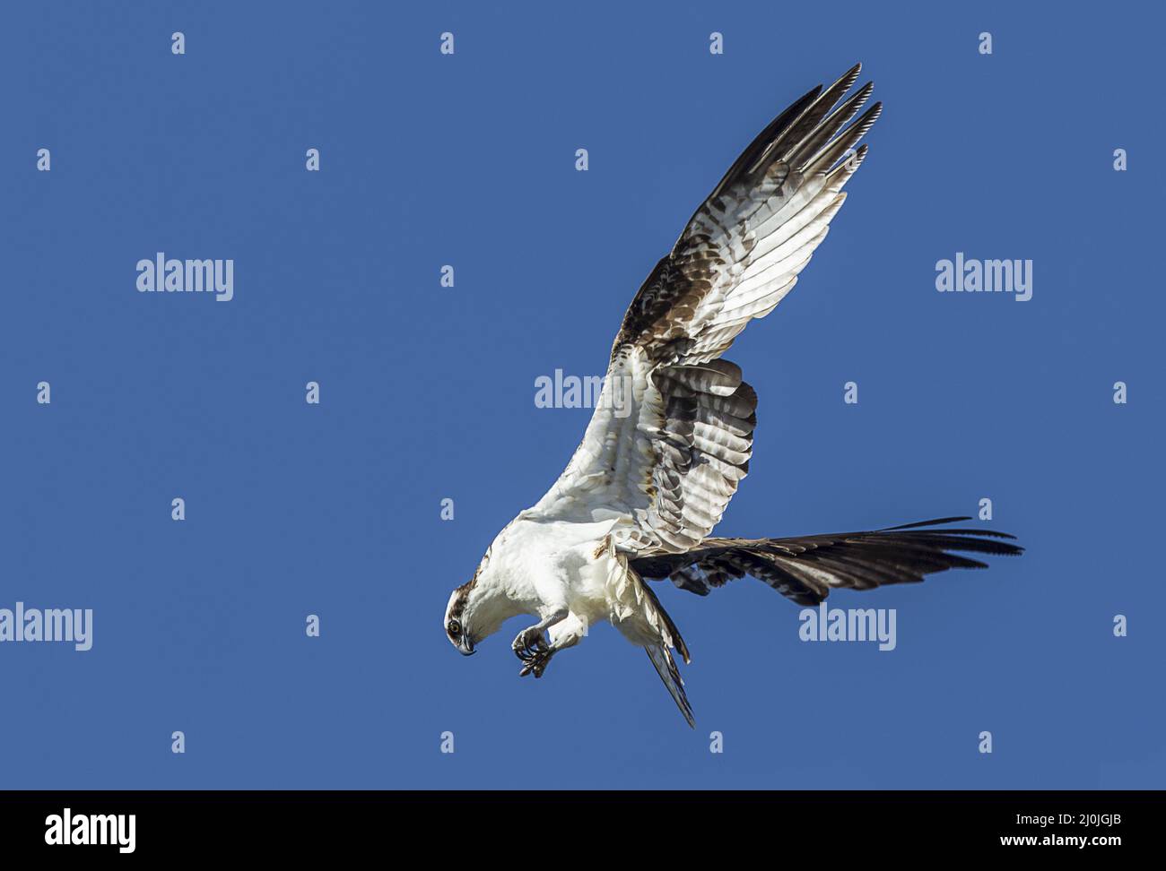 Osprey agita sus alas. Foto de stock