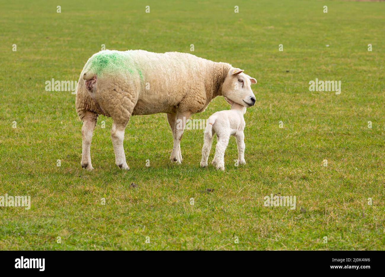 Texel Ewe, una oveja femenina, con su cordero recién nacido. Un momento tierno entre la madre y el cordero del bebé en prado verde. Concepto: El amor de una madre. Horizontal, Foto de stock