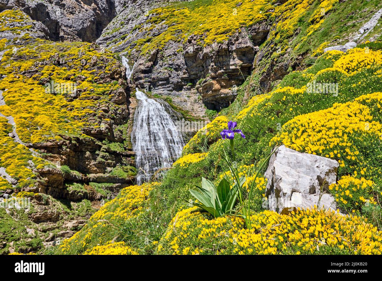 La cascada de la Cola de Caballo en el hermoso valle de Ordesa con flor de gorgojo amarillo Foto de stock
