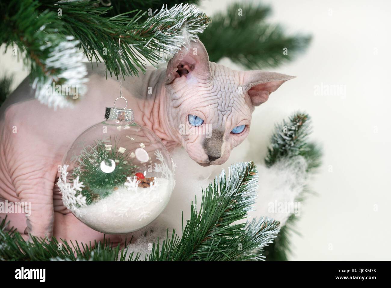 Romantic Sphynx Cat cuidadosamente mirando desde debajo de las ramas del  árbol de Navidad con juguetes Fotografía de stock - Alamy