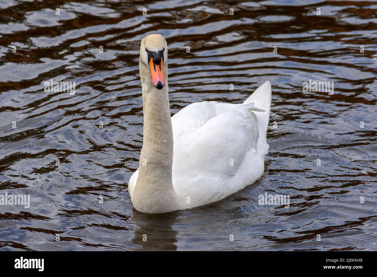 Un cisne en el canal Ashton en Droylsden, Tameside, Manchester, Inglaterra, Reino Unido Foto de stock