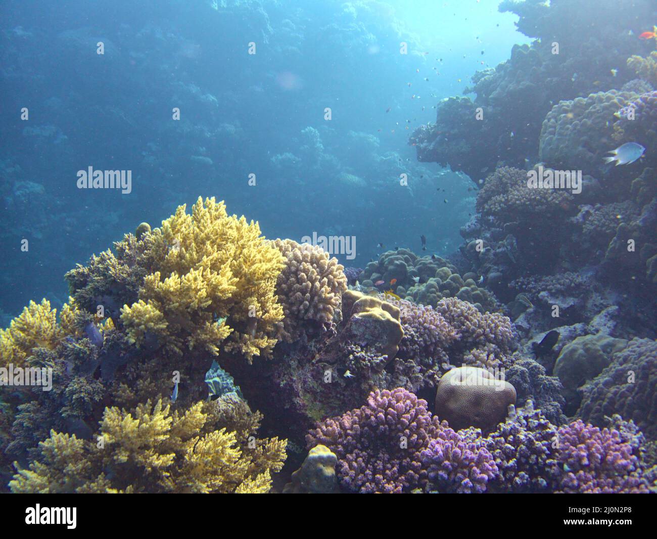 arrecife de coral en el mar Foto de stock
