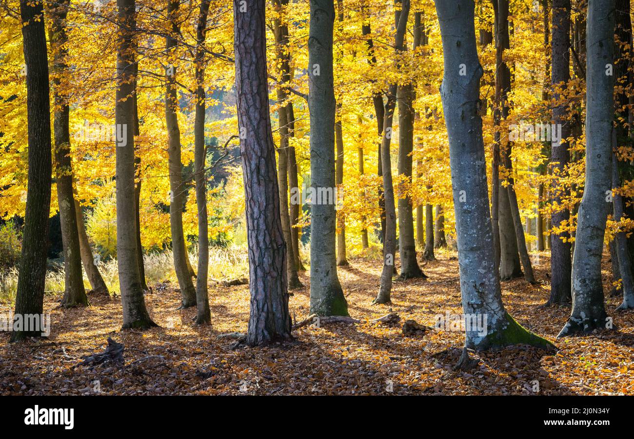 Cálido paisaje otoñal - hermoso bosque con rayos de sol y árboles dorados Foto de stock