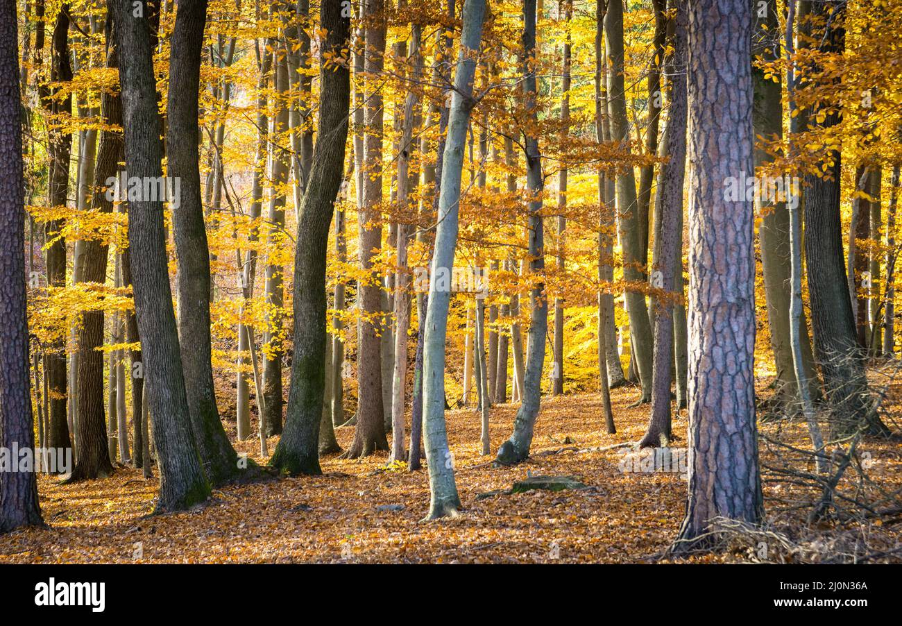 Cálido paisaje otoñal - hermoso bosque con rayos de sol y árboles dorados Foto de stock