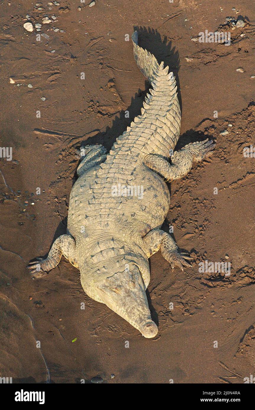 El cocodrilo de agua salada (Crocodylus porosus), Río Térraba, Costa Rica Foto de stock