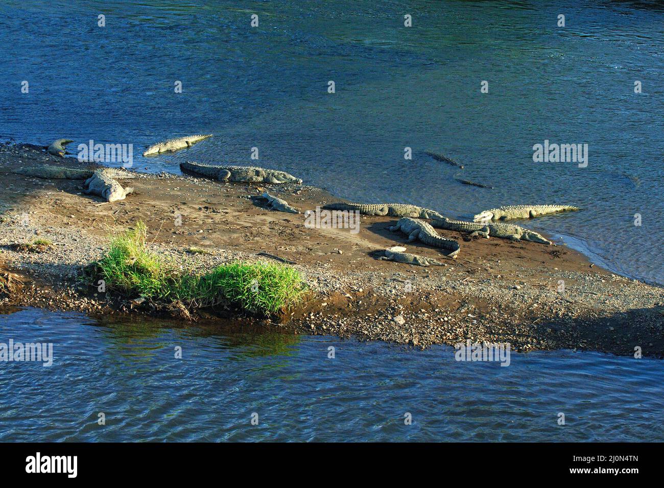El cocodrilo de agua salada (Crocodylus porosus), Río Térraba, Costa Rica Foto de stock
