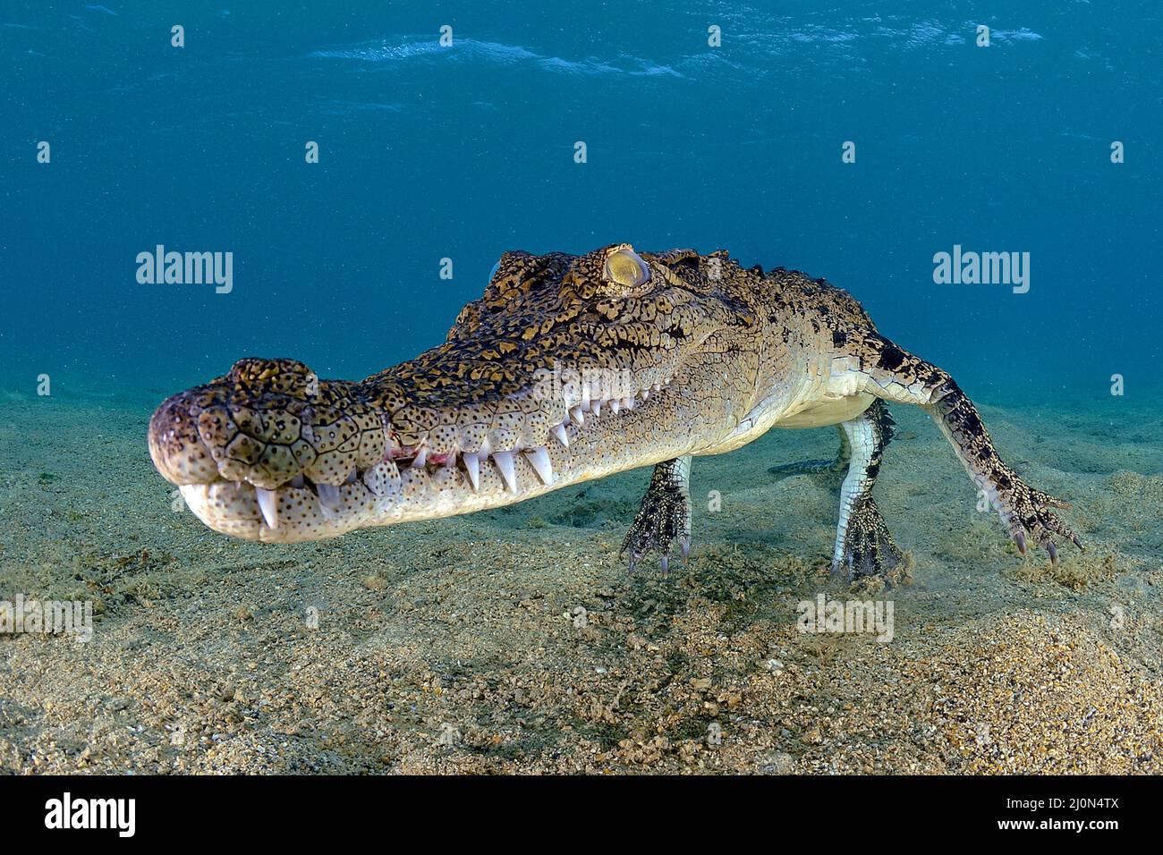 Salzwasserkrokodil (Crocodylus porosus), Kimbe Bay, West New Britain, Papua-Neuguinea | cocodrilo de agua salada (Crocodylus porosus), el más grande de todos livin Foto de stock